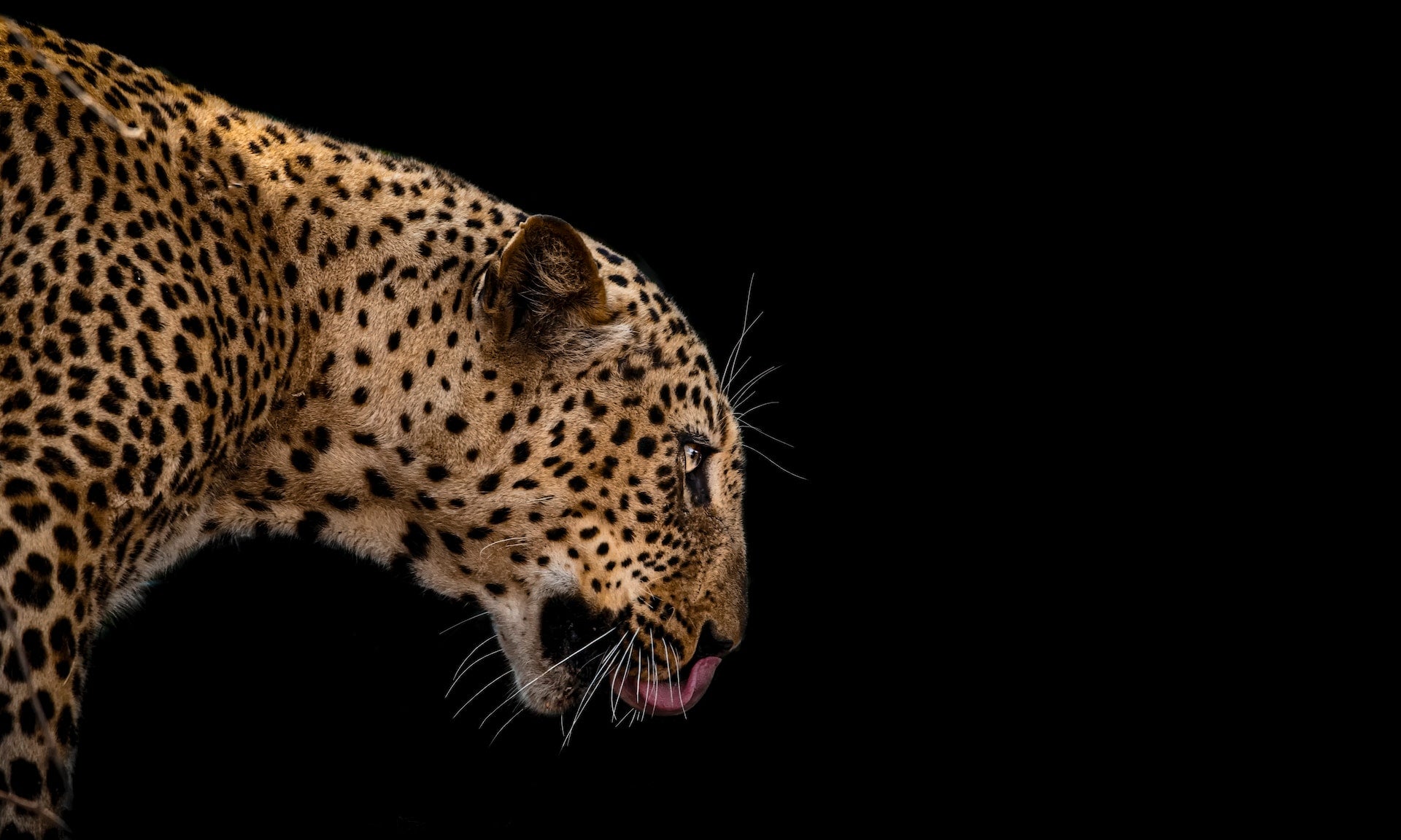 La Puissance des Animaux Totémiques en Afrique : Un Lien Spirituel avec la Nature.