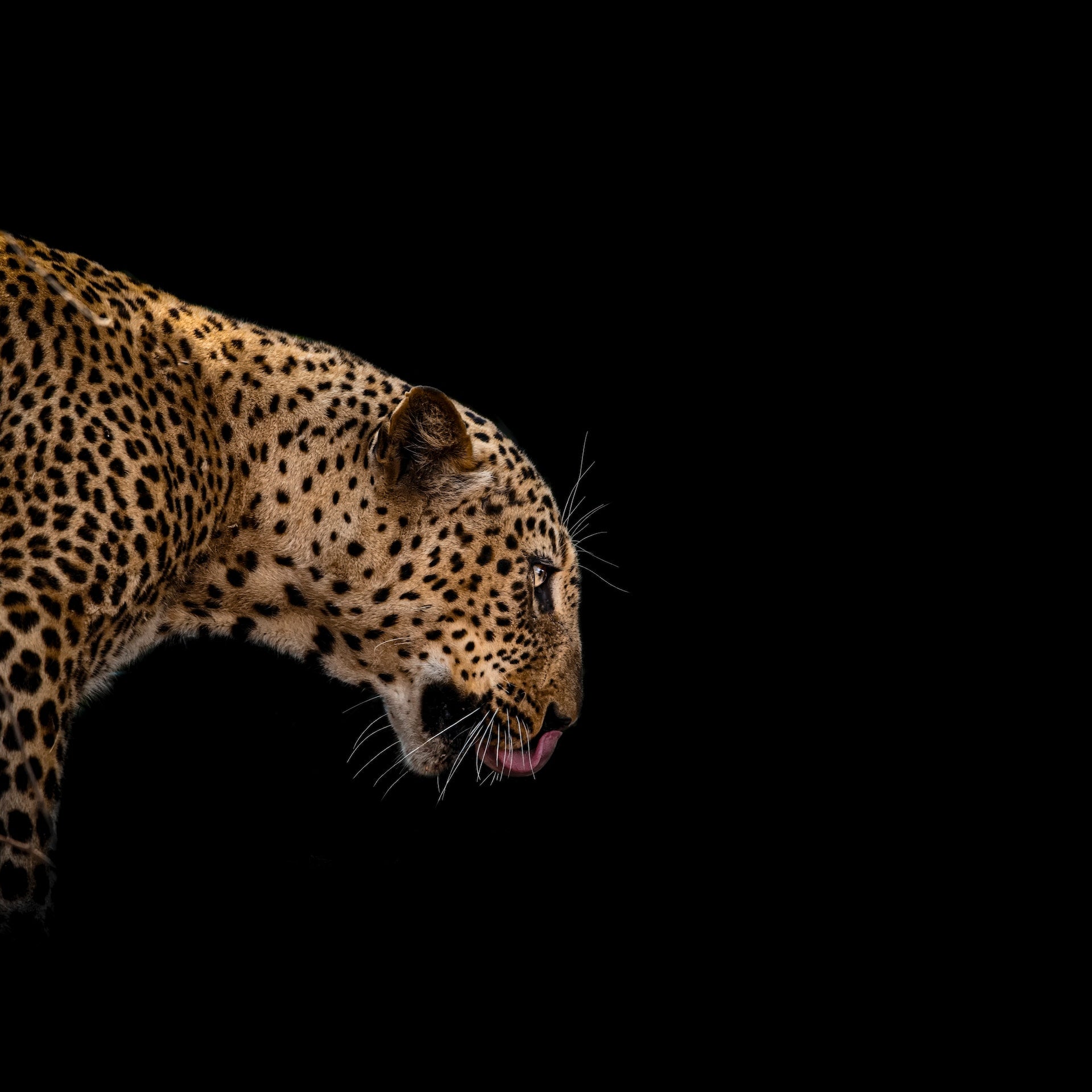 La Puissance des Animaux Totémiques en Afrique : Un Lien Spirituel avec la Nature.